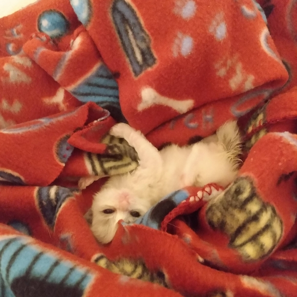 Meet your Posher, Jennifer - Picture 11 of 12